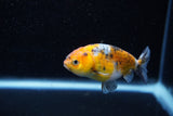 Ranchu  Calico 2.5 Inch (ID#1203R1c-2) Free2Day SHIPPING