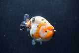 Jumbo Milk Cow Ranchu  Calico 4.5 Inch (ID#1213R9a-98)