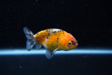 Ranchu  Calico 2.5 Inch (ID#1203R1c-2) Free2Day SHIPPING