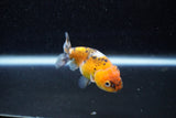 Ranchu  Calico 2.5 Inch (ID#1203R1c-2) Free2Day SHIPPING