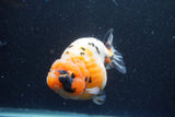 Jumbo Milk Cow Ranchu  Calico 4.5 Inch (ID#1213R9a-98)