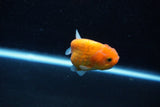 Ranchu  Sakura 3 Inch (ID#1203R1c-3) Free2Day SHIPPING