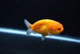 Ranchu  Sakura 3 Inch (ID#1203R1c-3) Free2Day SHIPPING