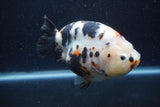 Jumbo Milk Cow Ranchu  Calico 5.5 Inch (ID#1213R9a-99)