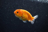 Ranchu  Sakura 3 Inch (ID#1203R1c-3) Free2Day SHIPPING