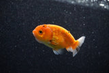 Ranchu  Sakura 3 Inch (ID#1203R1c-3) Free2Day SHIPPING