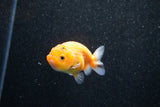 Ranchu  Sakura 3 Inch (ID#1203R1c-3) Free2Day SHIPPING