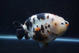 Jumbo Milk Cow Ranchu  Calico 5.5 Inch (ID#1213R9a-99)