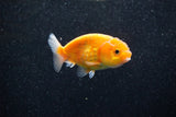 Ranchu  Sakura 3 Inch (ID#1203R1c-3) Free2Day SHIPPING