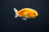 Ranchu  Sakura 3 Inch (ID#1203R1c-3) Free2Day SHIPPING