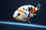 Jumbo Milk Cow Ranchu  Calico 5.5 Inch (ID#1213R9a-99)