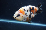 Jumbo Milk Cow Ranchu  Calico 5.5 Inch (ID#1213R9a-99)