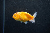 Ranchu  Sakura 3 Inch (ID#1203R1c-3) Free2Day SHIPPING