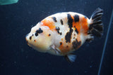 Jumbo Milk Cow Ranchu  Calico 5.5 Inch (ID#1213R9a-99)