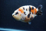 Jumbo Milk Cow Ranchu  Calico 5.5 Inch (ID#1213R9a-99)