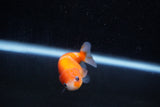 Ranchu  Sakura 2.5 Inch (ID#1203R1c-4) Free2Day SHIPPING