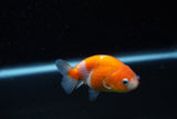 Ranchu  Sakura 2.5 Inch (ID#1203R1c-4) Free2Day SHIPPING