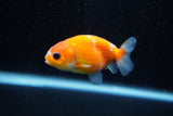 Ranchu  Sakura 2.5 Inch (ID#1203R1c-4) Free2Day SHIPPING