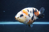 Jumbo Milk Cow Ranchu  Calico 5.5 Inch (ID#1213R9a-99)