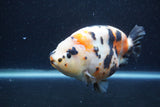 Jumbo Milk Cow Ranchu  Calico 5.5 Inch (ID#1213R9a-99)