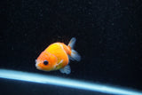 Ranchu  Sakura 2.5 Inch (ID#1203R1c-4) Free2Day SHIPPING