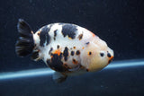 Jumbo Milk Cow Ranchu  Calico 5.5 Inch (ID#1213R9a-99)