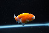 Ranchu  Sakura 2.5 Inch (ID#1203R1c-4) Free2Day SHIPPING