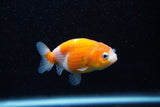 Ranchu  Sakura 2.5 Inch (ID#1203R1c-4) Free2Day SHIPPING