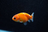 Ranchu  Sakura 2.5 Inch (ID#1203R1c-4) Free2Day SHIPPING