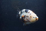 Jumbo Milk Cow Ranchu  Calico 5.5 Inch (ID#1213R9a-99)