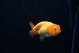 Ranchu  Red White 3 Inch (ID#1203R1c-6) Free2Day SHIPPING