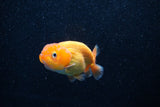 Ranchu  Red White 3 Inch (ID#1203R1c-6) Free2Day SHIPPING