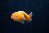 Ranchu  Red White 3 Inch (ID#1203R1c-6) Free2Day SHIPPING