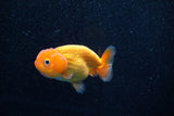 Ranchu  Red White 3 Inch (ID#1203R1c-6) Free2Day SHIPPING