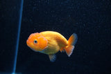 Ranchu  Red White 3 Inch (ID#1203R1c-6) Free2Day SHIPPING