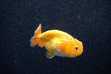 Ranchu  Red White 3 Inch (ID#1203R1c-6) Free2Day SHIPPING