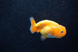 Ranchu  Red White 3 Inch (ID#1203R1c-6) Free2Day SHIPPING