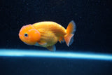 Ranchu  Red White 3 Inch (ID#1203R1c-6) Free2Day SHIPPING