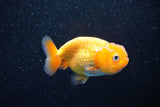 Ranchu  Red White 3 Inch (ID#1203R1c-6) Free2Day SHIPPING