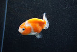 Ranchu  Sakura 2.5 Inch (ID#1203R1c-7) Free2Day SHIPPING