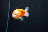 Ranchu  Sakura 2.5 Inch (ID#1203R1c-7) Free2Day SHIPPING