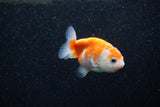 Ranchu  Sakura 2.5 Inch (ID#1203R1c-7) Free2Day SHIPPING