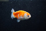 Ranchu  Sakura 2.5 Inch (ID#1203R1c-7) Free2Day SHIPPING