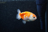 Ranchu  Sakura 2.5 Inch (ID#1203R1c-7) Free2Day SHIPPING