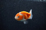 Ranchu  Sakura 2.5 Inch (ID#1203R1c-7) Free2Day SHIPPING