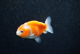 Ranchu  Sakura 2.5 Inch (ID#1203R1c-7) Free2Day SHIPPING