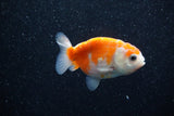 Ranchu  Sakura 2.5 Inch (ID#1203R1c-7) Free2Day SHIPPING