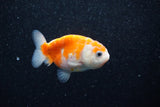 Ranchu  Sakura 2.5 Inch (ID#1203R1c-7) Free2Day SHIPPING