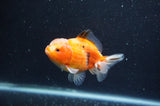Yuan Bao Oranda  Calico 3.5 Inch (ID#325Yb10b-51) Free2Day SHIPPING