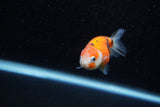 Ranchu  Calico 2.5 Inch (ID#1203R1c-8) Free2Day SHIPPING